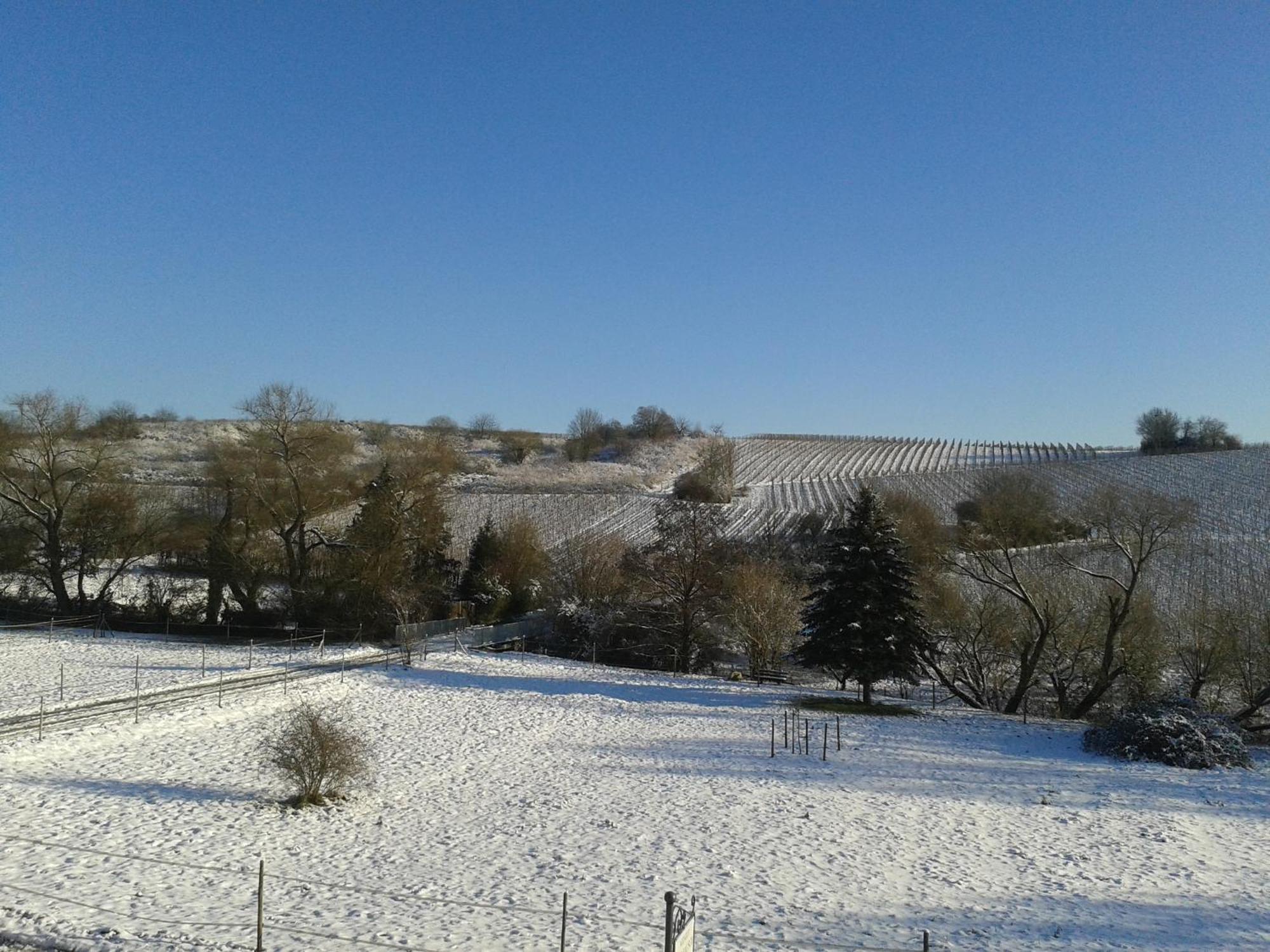 하텐하임 Weingut Hans Bausch 아파트 외부 사진