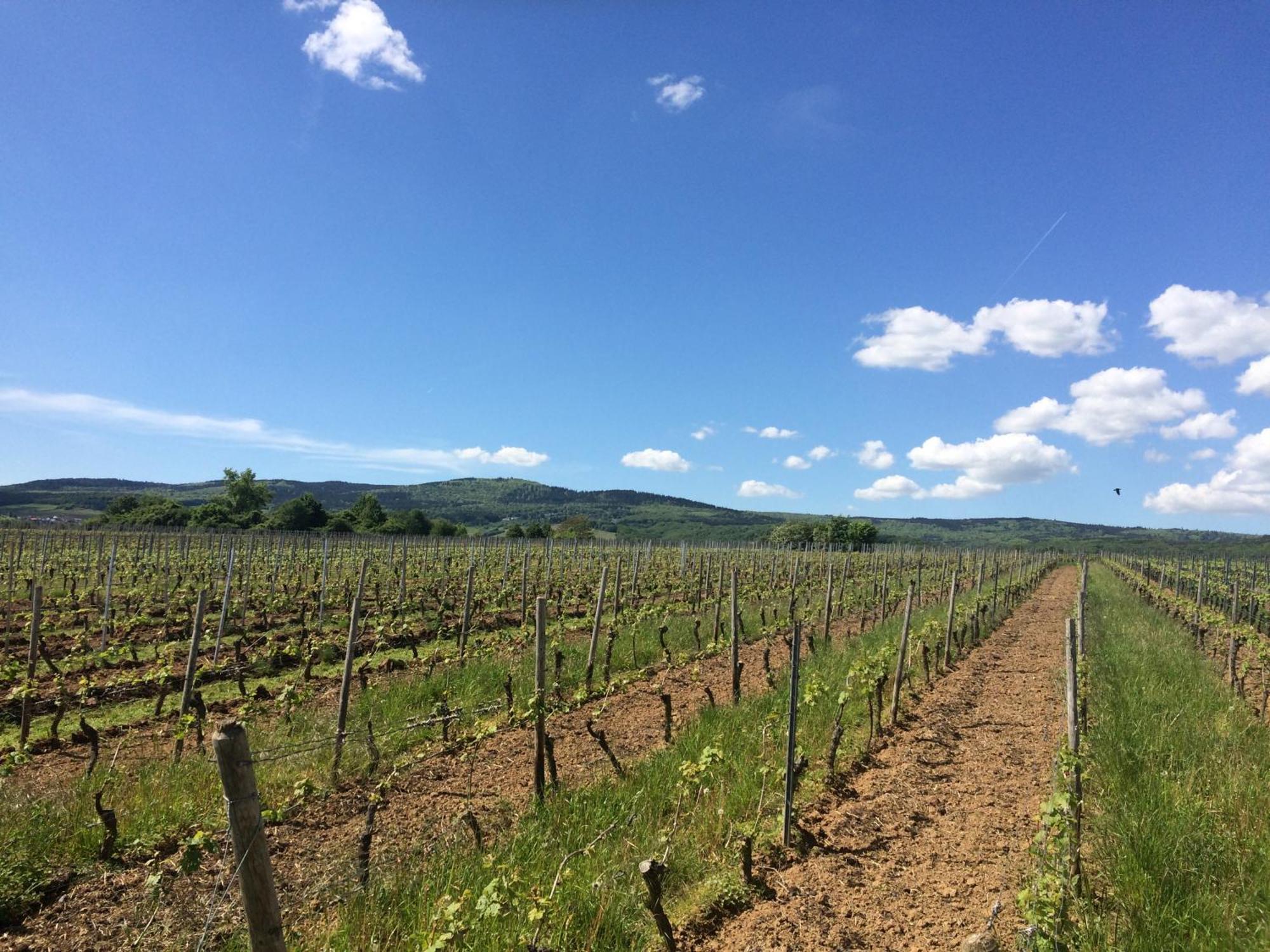 하텐하임 Weingut Hans Bausch 아파트 외부 사진